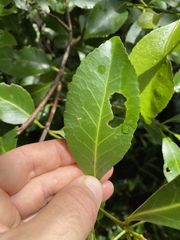 Elaeodendron melanocarpum