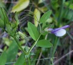 Vicia bithynica