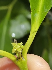 Elaeodendron melanocarpum