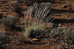 Stipagrostis ciliata