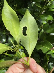 Elaeodendron melanocarpum