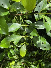 Elaeodendron melanocarpum