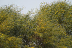 Acacia saligna
