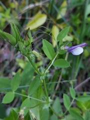 Vicia bithynica