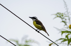 Pitangus sulphuratus