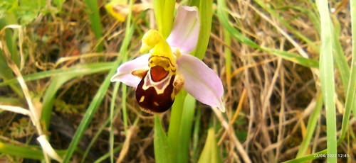 Ophrys apifera image