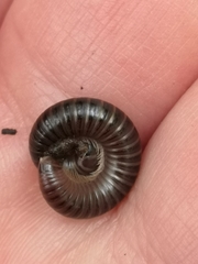 Cylindroiulus londinensis