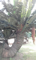Encephalartos transvenosus