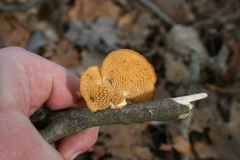 Neofavolus americanus