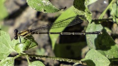 Argia tibialis
