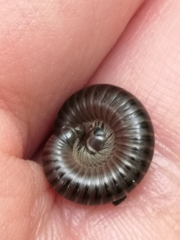 Cylindroiulus londinensis