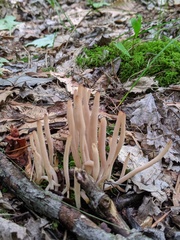Clavaria rubicundula