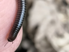 Cylindroiulus londinensis