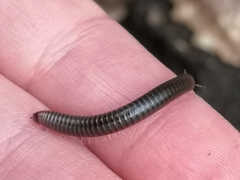 Cylindroiulus londinensis