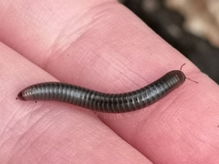 Cylindroiulus londinensis