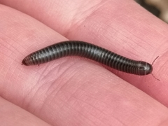 Cylindroiulus londinensis