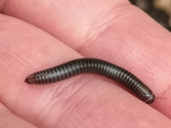 Cylindroiulus londinensis