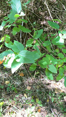 Symphoricarpos albus albus