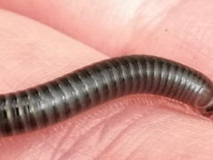 Cylindroiulus londinensis