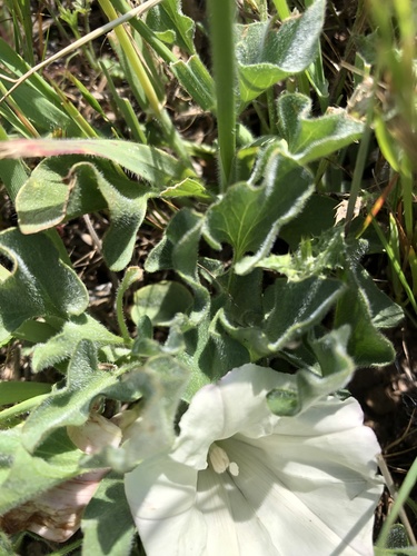 iNaturalist observation photo of Coast Range false bindweed