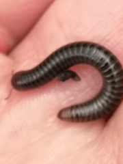 Cylindroiulus londinensis