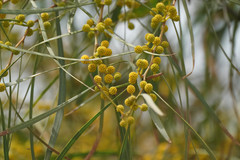 Acacia saligna