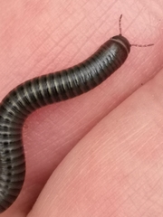 Cylindroiulus londinensis