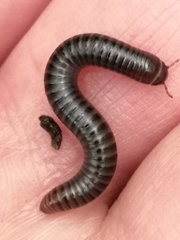 Cylindroiulus londinensis