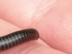 Cylindroiulus londinensis