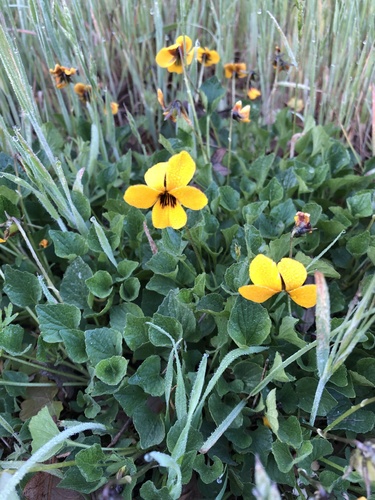 iNaturalist observation photo of California Golden Violet
