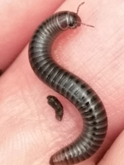 Cylindroiulus londinensis