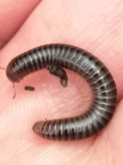 Cylindroiulus londinensis