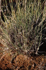 Stipagrostis ciliata