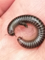 Cylindroiulus londinensis