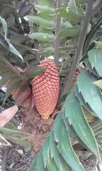 Encephalartos transvenosus