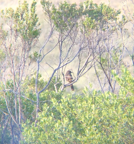 iNaturalist observation photo of California Thrasher