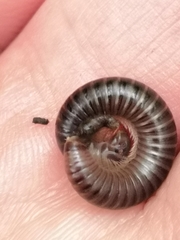 Cylindroiulus londinensis