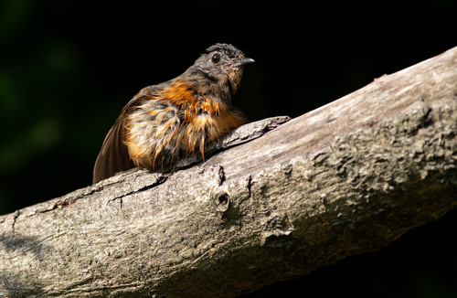 White-rumped Shama