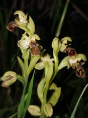 Ophrys umbilicata attica
