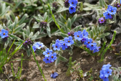 Alkanna tinctoria
