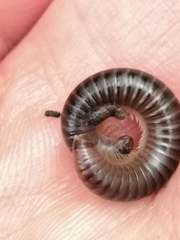 Cylindroiulus londinensis