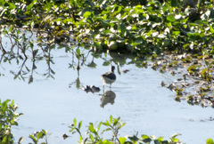 Tringa solitaria