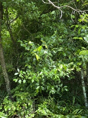 Elaeodendron melanocarpum