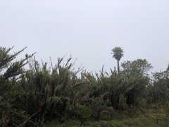 Chusquea tessellata