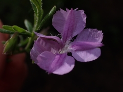 Coopernookia barbata