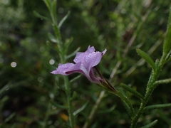 Coopernookia barbata