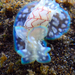 Wavy Bubble Snail - Photo (c) Karolle Wall, some rights reserved (CC BY-NC), uploaded by Karolle Wall