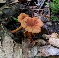 Lactarius subserifluus