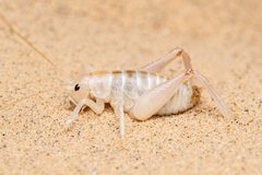 Macrobaenetes algodonensis