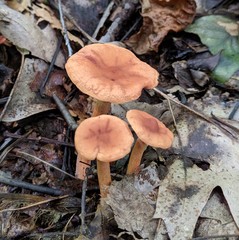 Lactarius subserifluus